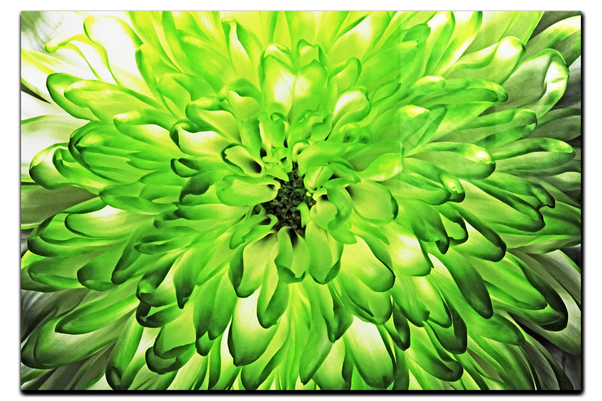 Wholesome Green Flower - Acrylic Print - Flowers & Plants Category