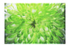 Wholesome Green Flower - Canvas Print - Flowers & Plants Category