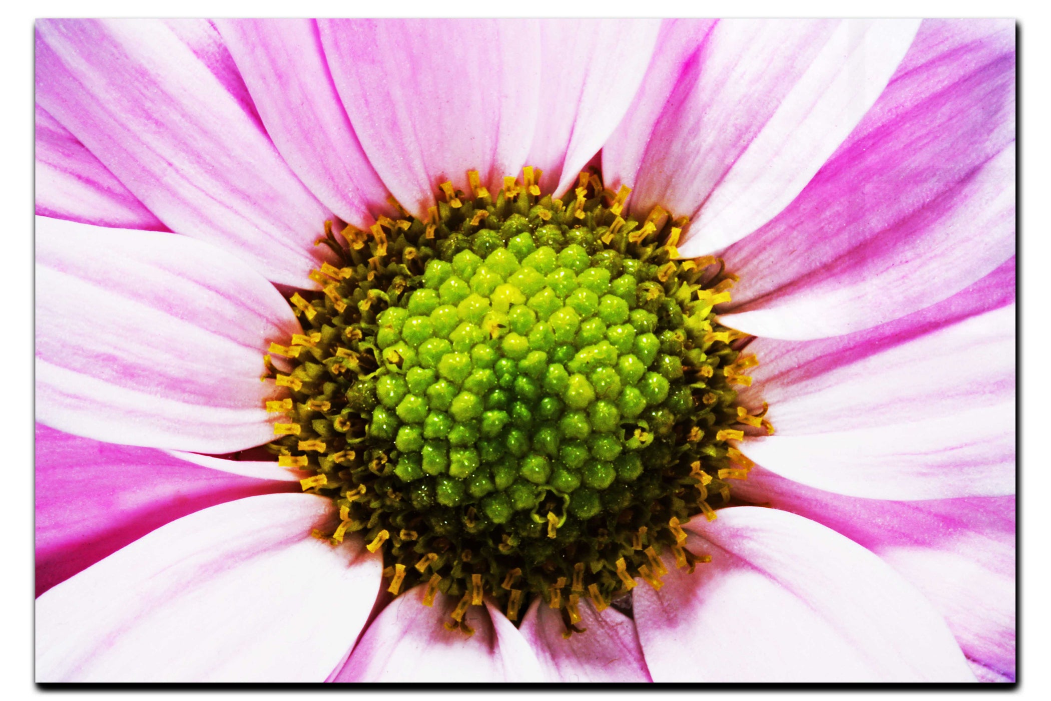 Wholesome Pink Flower - Acrylic Print - Flowers & Plants Category