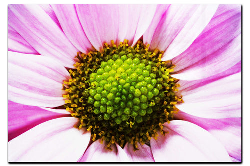 Wholesome Pink Flower - Acrylic Print - Flowers & Plants Category