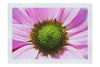 Wholesome Pink Flower - Fine Art Print - Flowers & Plants Category