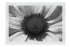 Wholesome Pink Flower - Monochrome Fine Art Print - Flowers & Plants Category