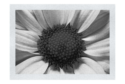 Wholesome Pink Flower - Monochrome Fine Art Print - Flowers & Plants Category