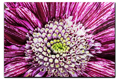 Chrysanthemum Flowerhead - Acrylic Print - Flowers & Plants Category