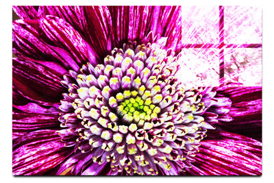Chrysanthemum Flowerhead - Acrylic Print - Flowers & Plants Category