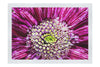 Chrysanthemum Flowerhead - Fine Art Print - Flowers & Plants Category