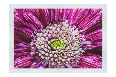 Chrysanthemum Flowerhead - Fine Art Print - Flowers & Plants Category