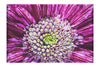 Chrysanthemum Flowerhead - Canvas Print - Flowers & Plants Category