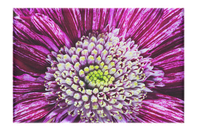 Chrysanthemum Flowerhead - Canvas Print - Flowers & Plants Category