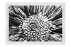 Chrysanthemum Flowerhead - Monochrome Fine Art Print - Flowers & Plants Category