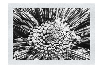 Chrysanthemum Flowerhead - Monochrome Fine Art Print - Flowers & Plants Category