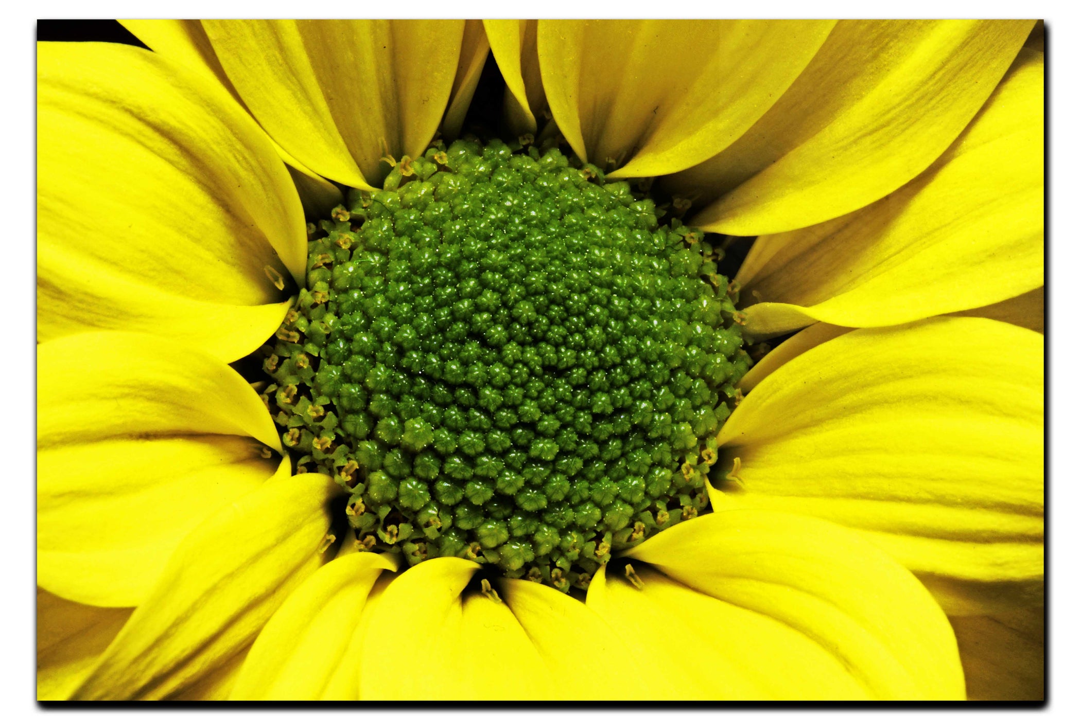Wholesome Yellow Flower - Acrylic Print - Flowers & Plants Category