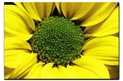 Wholesome Yellow Flower - Acrylic Print - Flowers & Plants Category