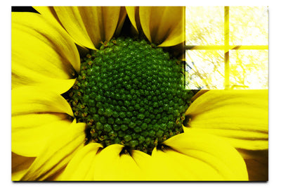 Wholesome Yellow Flower - Acrylic Print - Flowers & Plants Category