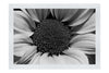 Wholesome Yellow Flower - Monochrome Fine Art Print - Flowers & Plants Category