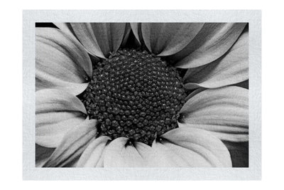 Wholesome Yellow Flower - Monochrome Fine Art Print - Flowers & Plants Category