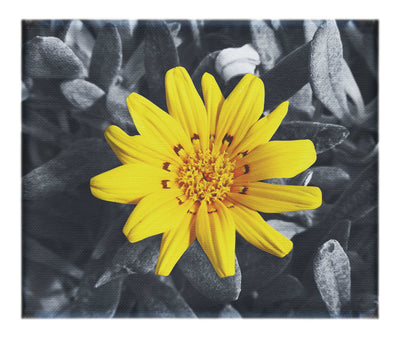 Yellow Sun Plant - Canvas Print - Flowers & Plants Category