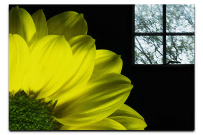 Yellow Petal Flower - Acrylic Print - Flowers & Plants Category