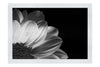 Yellow Petal Flower - Monochrome Fine Art Print - Flowers & Plants Category