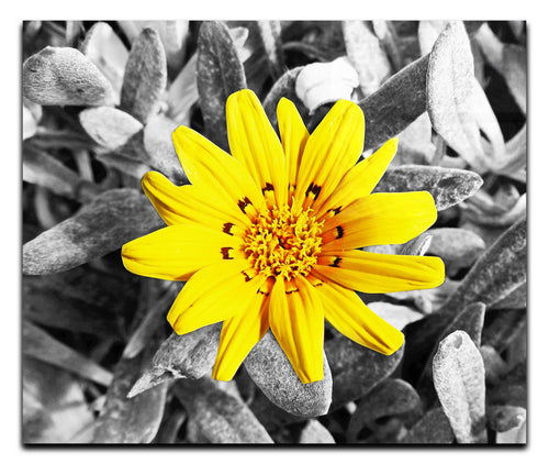 Yellow Sun Plant - Acrylic Print - Flowers & Plants Category