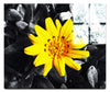Yellow Sun Plant - Acrylic Print - Flowers & Plants Category