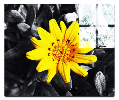 Yellow Sun Plant - Acrylic Print - Flowers & Plants Category