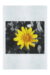 Yellow Sun Plant - Fine Art Print - Flowers & Plants Category