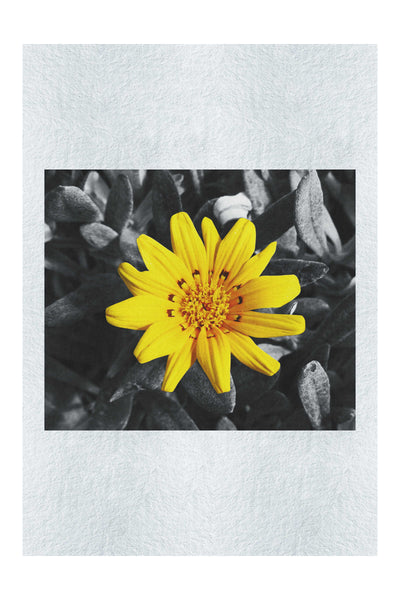 Yellow Sun Plant - Fine Art Print - Flowers & Plants Category
