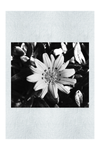 Yellow Sun Plant - Monochrome Fine Art Print - Flowers & Plants Category