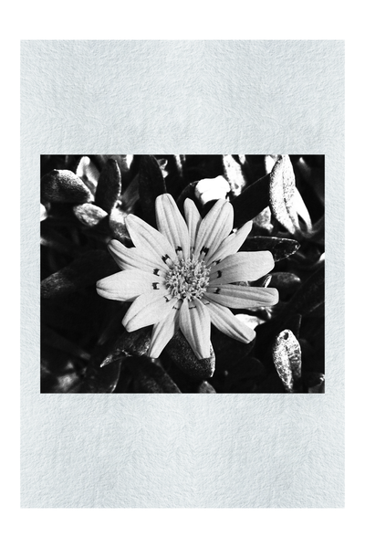 Yellow Sun Plant - Monochrome Fine Art Print - Flowers & Plants Category