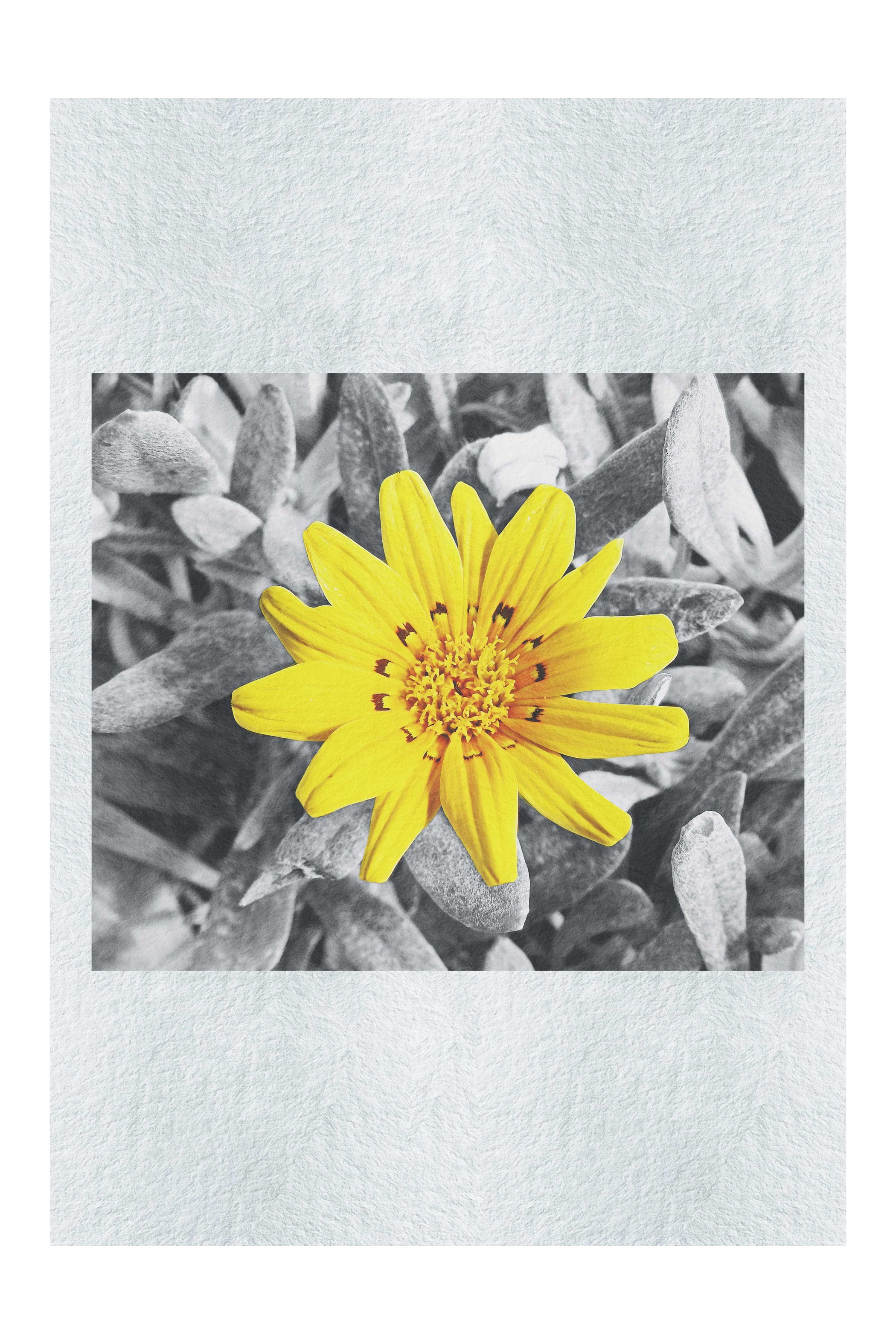 Yellow Sun Plant - Fine Art Print - Flowers & Plants Category