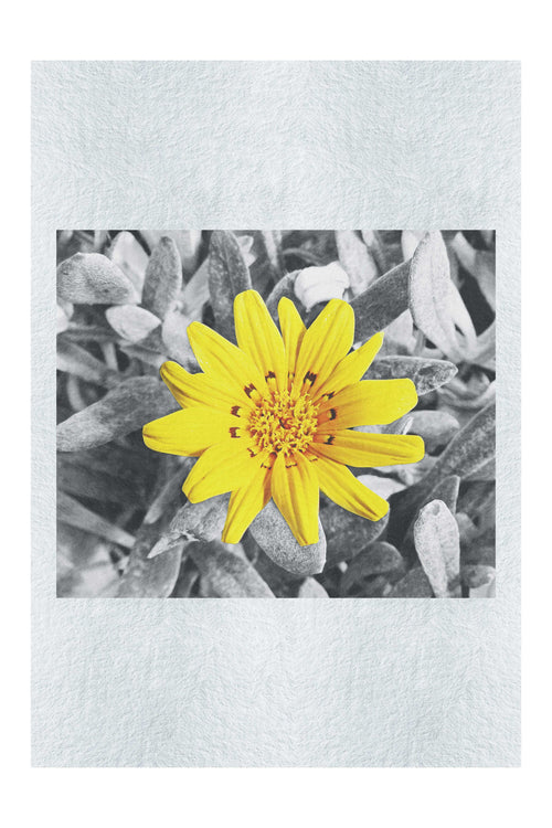 Yellow Sun Plant - Fine Art Print - Flowers & Plants Category