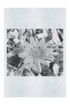 Yellow Sun Plant - Monochrome Fine Art Print - Flowers & Plants Category