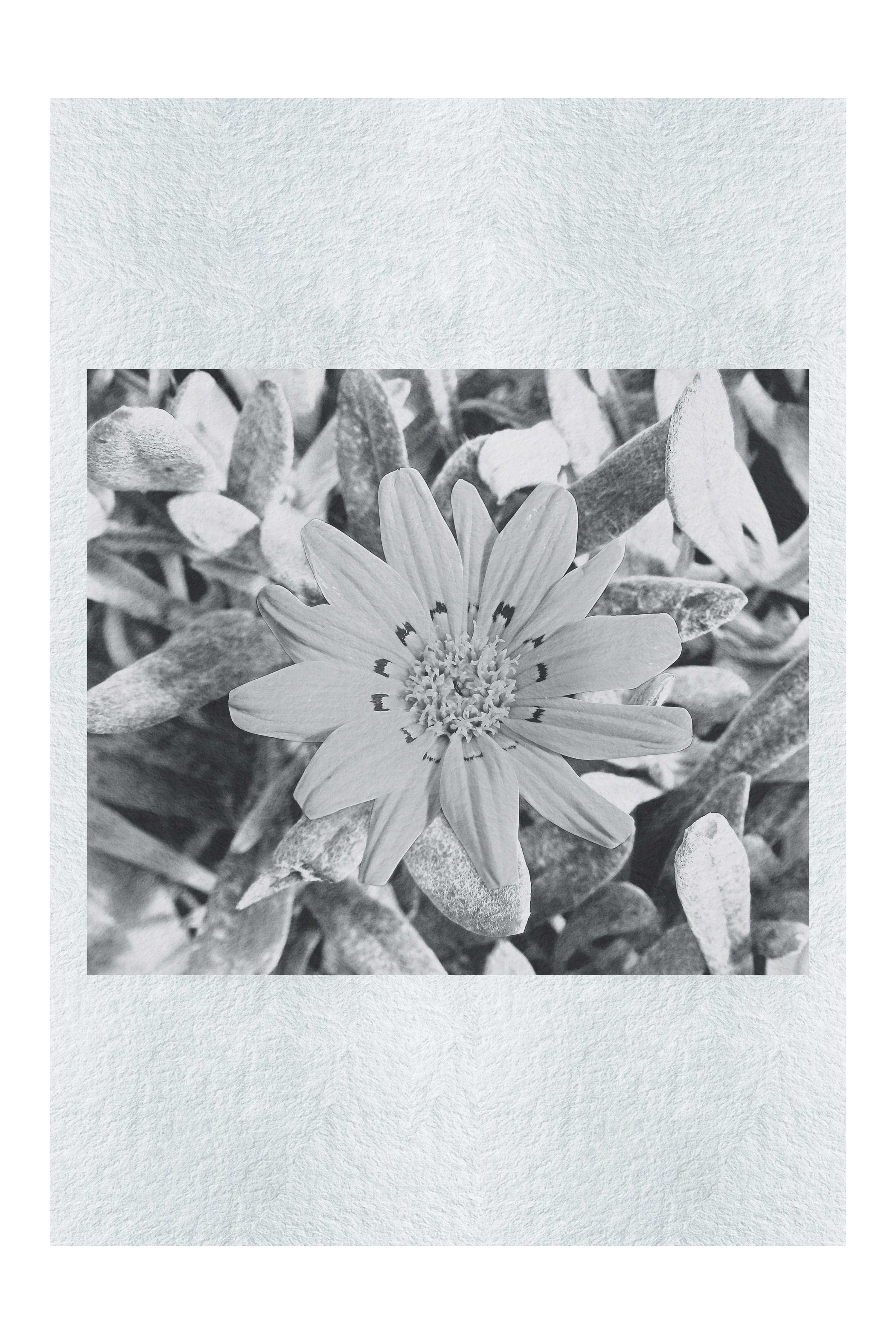 Yellow Sun Plant - Monochrome Fine Art Print - Flowers & Plants Category