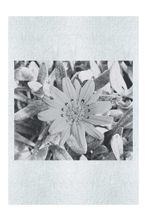 Yellow Sun Plant - Monochrome Fine Art Print - Flowers & Plants Category