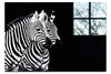 Curious Zebra - Acrylic Print - Wildlife Category