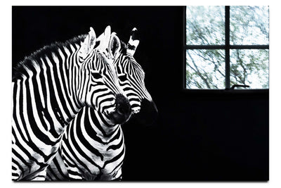Curious Zebra - Acrylic Print - Wildlife Category