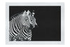 Curious Zebras - Fine Art Print - Wildlife Category