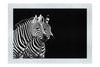 Curious Zebras - Monochrome Fine Art Print - Wildlife Category